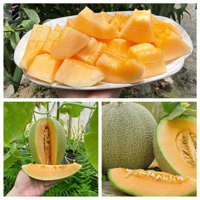 Dưa lưới Cao Bằng có màu vàng đẹp, vị ngọt thanh.