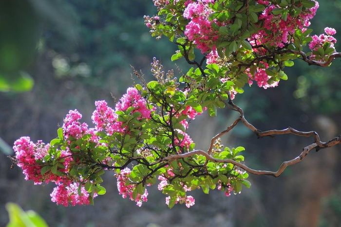 Hoa tường vi là loài hoa mang vẻ đẹp dịu dàng, thanh thoát, thường nở rộ vào những ngày hè với sắc hồng, đỏ hoặc trắng rất bắt mắt. Ảnh minh họa.