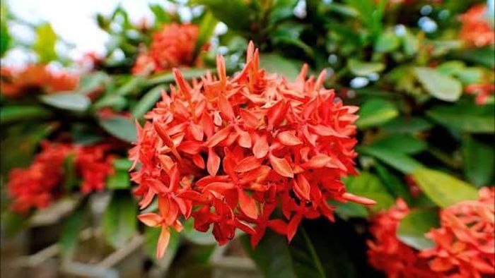 Khi trồng hoa Mẫu Đơn trước nhà, nên chú ý chọn màu sắc phù hợp. Ảnh minh họa.