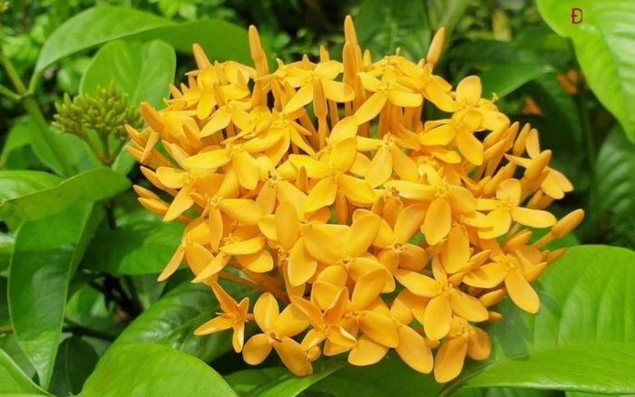Trong phong thủy, hoa Mẫu Đơn được mệnh danh là “vua của các loài hoa”. Ảnh minh họa.