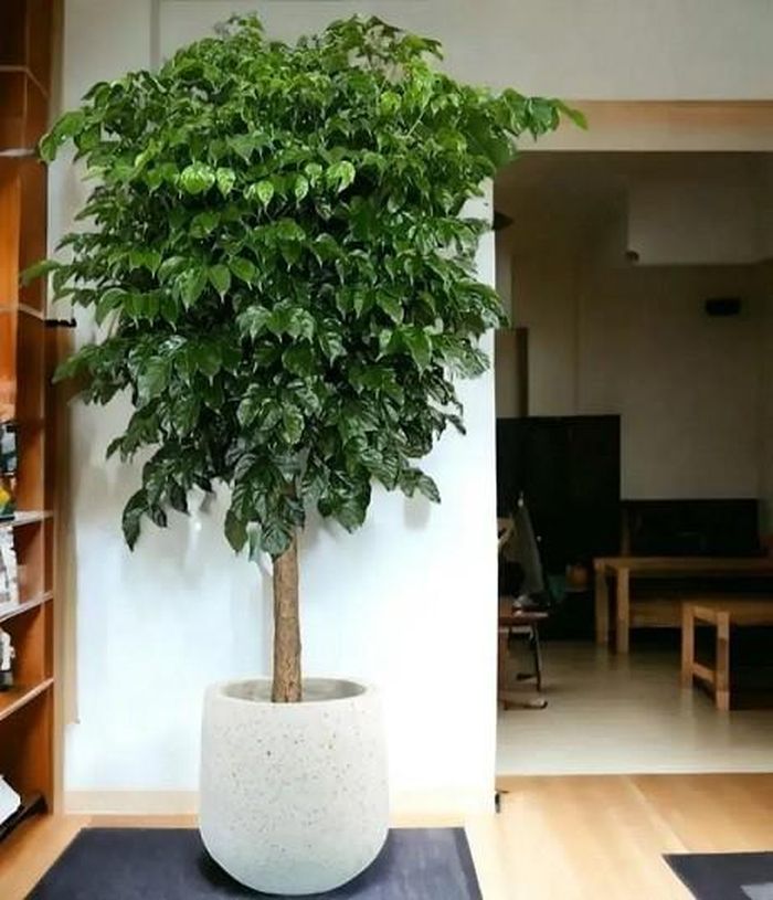 Khu vực tiền sảnh hoặc lối vào
