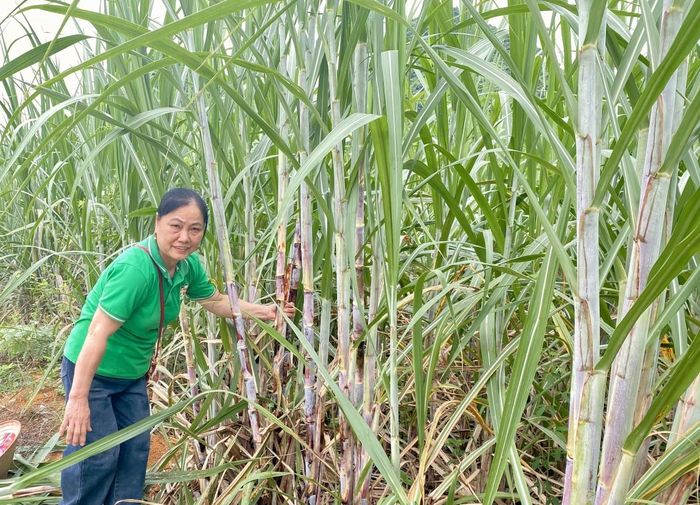 Hơn 3 ha mía nguyên liệu của gia đình chị Lý Thị Duyên, xóm Tà Lùng, xã Phục Hòa cho thu hoạch bình quân trên 180 tấn mỗi năm, doanh thu đạt xấp xỉ 400 triệu đồng/năm. Ảnh Quốc Sơn