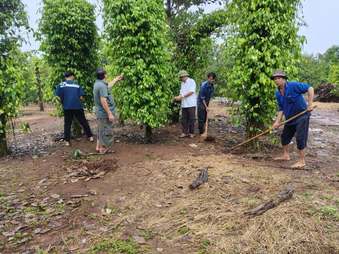Chủ tịch Hội CCB xã Bom Bo cùng ông Cảnh trên vườn hồ tiêu đang cho thu hoạch