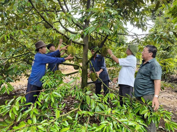 Cựu chiến binh Lê Văn Cảnh hướng dẫn hội viên cùng bà con trong thôn về kỹ thuật chăm sóc cây sầu riêng