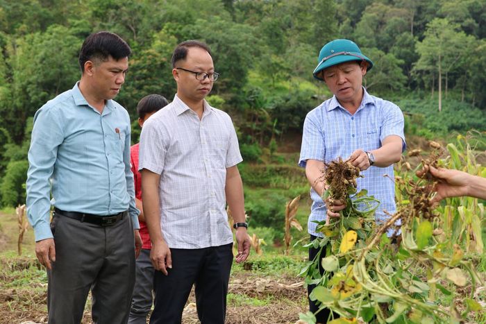 Lãnh đạo xã Đường Hồng kiểm tra, đánh giá hiệu quả mô hình trồng lạc hoa trên địa bàn.