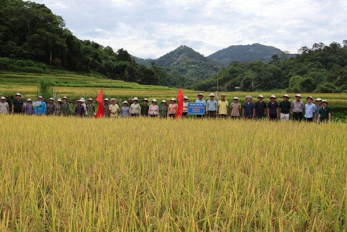 Mô hình lúa Ngọc Nương chất lượng cao tại xã Đường Hồng.