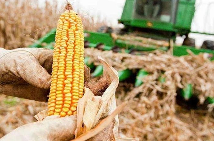 Những thay đổi về diện tích gieo trồng sẽ tiếp tục tác động đến diễn biến giá ngô và đậu tương trên thị trường quốc tế trong thời gian tới