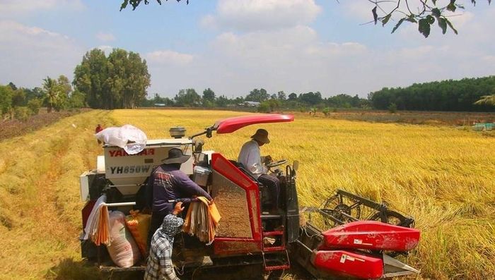 Giá lúa gạo trong nước hôm nay ổn định. (Ảnh: TTXVN)