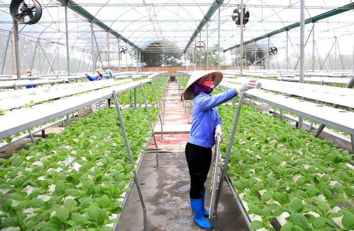 Chăm sóc rau tại Hợp tác xã Rau hữu cơ Phú Cường (xã Nội Bài). Ảnh: Nguyễn Quang