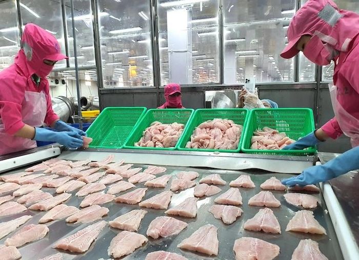 Chế biến cá tra xuất khẩu tại một doanh nghiệp. Ảnh: Trung Chánh