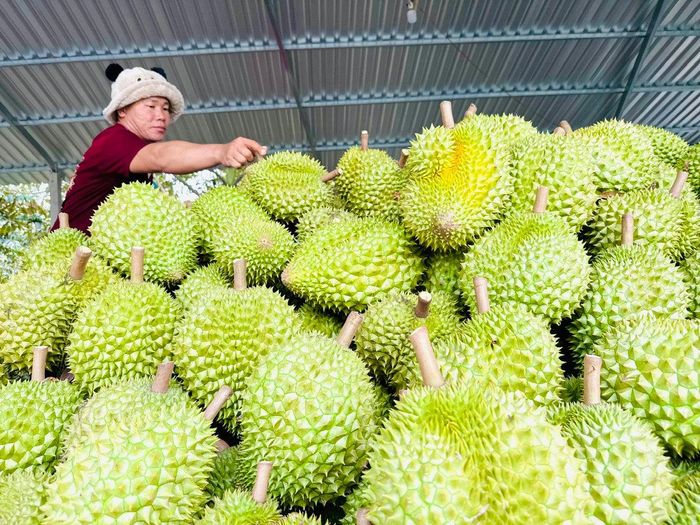 Sắp tới, người dân và doanh nghiệp sẽ chủ yếu thực hiện khai báo theo quy định, sau đó cơ quan quản lý tăng cường hậu kiểm. Ảnh: PV