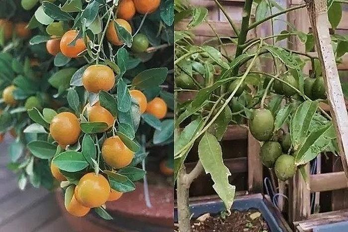 Cây tắc và cóc sai trĩu quả.