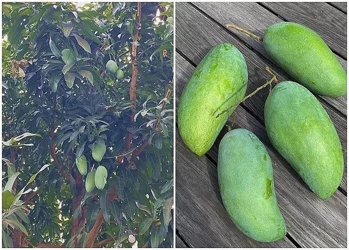 Một số cây ăn quả trong khu vườn gồm có xoài, cam, cóc, quýt...