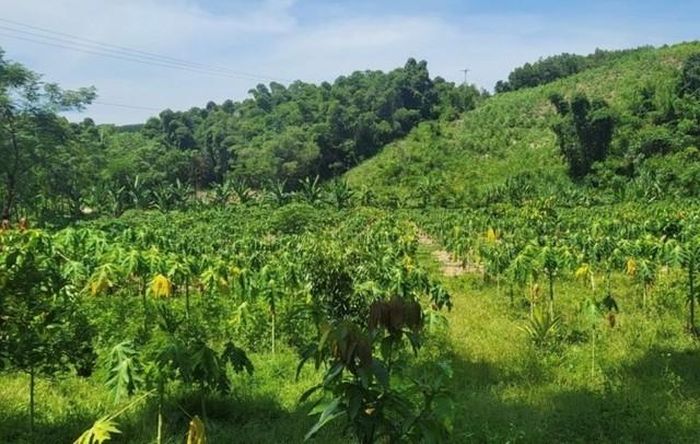 Nhiều tồn tại, hạn chế, vi phạm trong công tác quản lý, thực hiện nhiệm vụ khoa học và công nghệ cấp tỉnh.
