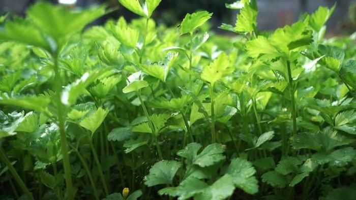 Rau cần tây hỗ trợ tốt để kiểm soát mỡ máu.
