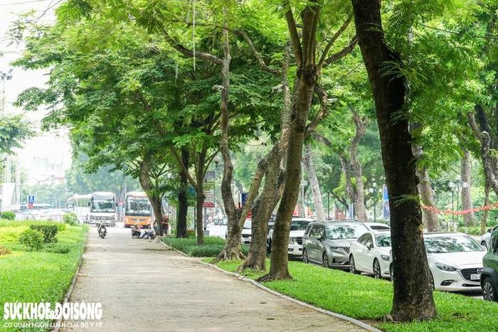 Toàn bộ vỉa hè dọc phố Trần Nhân Tông phía Công viên Thống Nhất thời gian tới sẽ được thay từ lớp gạch block sang đá granite. Đồng thời bó vỉa hè, bó bồn cây và tấm đan rãnh thoát nước bằng bê tông cũng được thay bằng đá granite để đồng bộ cảnh quan.