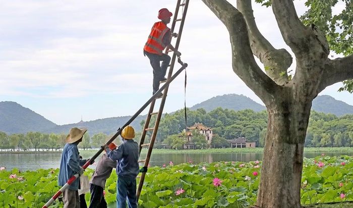 Công nhân gia cố cây cối vào ngày 8/7 tại tỉnh Chiết Giang (Trung Quốc). Ảnh: VCG.
