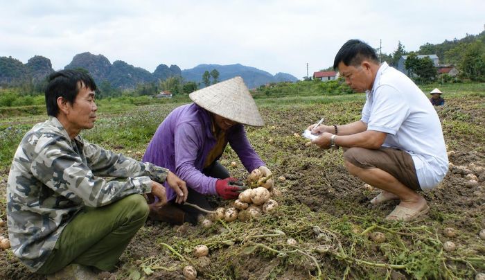Ông Hà Văn Thượng ghi chép sản lượng khoai cho các xã viên HTX Hà Phát Khánh Khê