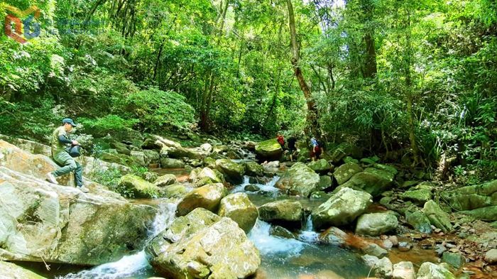 Rừng nguyên sinh Ngàn Chi. Ảnh: baoquangninh.vn