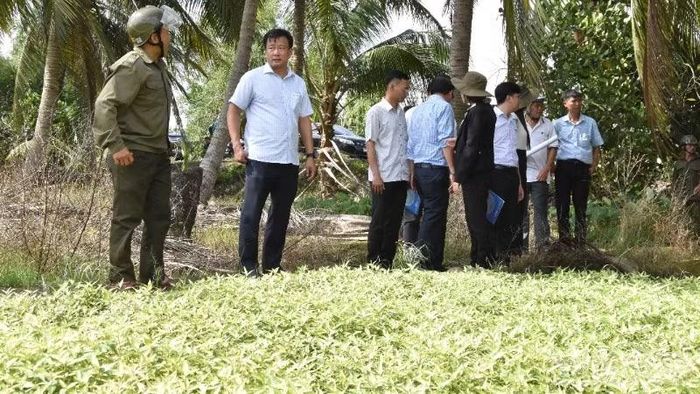 Kiểm tra vườn rau răm của ông Nguyễn Văn Điển, xã Long Hưng (tỉnh Đồng Tháp) thiệt hại nặng.