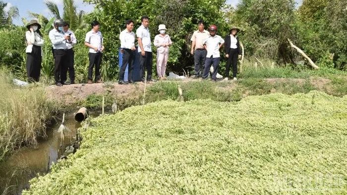 Ruộng rau ôm của bà Trần Thị Hồng Trang, xã Long Định (tỉnh Đồng Tháp) thiệt hại nặng và chưa rõ nguyên nhân.