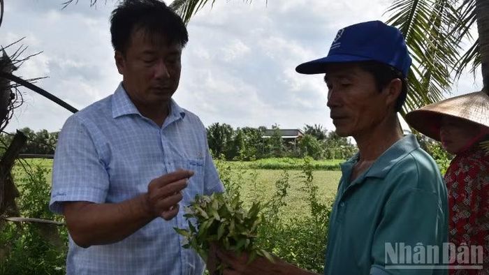 Đồng chí Nguyễn Phước Thiện (bên trái) trao đổi với nông dân về cây rau răm thiệt hại chưa rõ nguyên nhân.