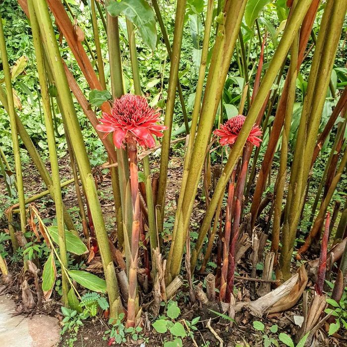 Ảnh: biologiadapaisagem.com