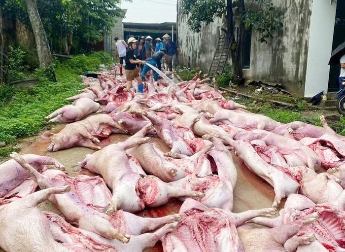 Sét đánh làm hỏng hệ thống điện trong 2 trang trại ở xã Lục Nam (Bắc Ninh), khiến hơn 550 con lợn chết ngạt.