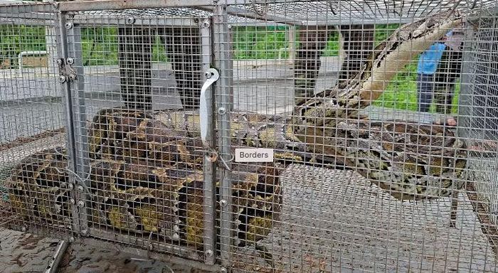 Trăn đất nặng 30kg được người dân phát hiện trong vườn nhà.
