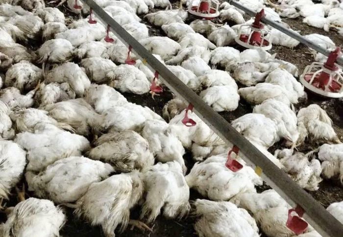 Sự cố mất điện làm hơn 2 vạn con gà chết ngạt, thiệt hại trên 2,5 tỷ đồng.