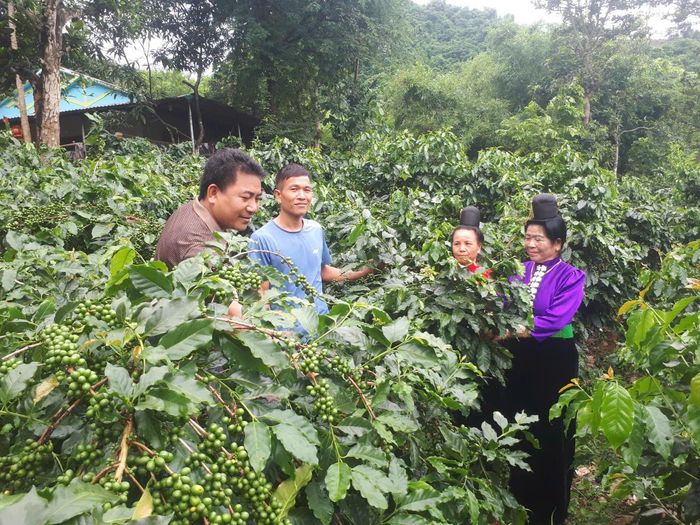 Bí thư Chi bộ kiêm Trưởng bản Lò Văn Yên (áo nâu) đến từng hộ dân hướng dẫn kỹ thuật, vận động tiếp cận nguồn vốn, hỗ trợ cách chăm sóc cây cà phê.