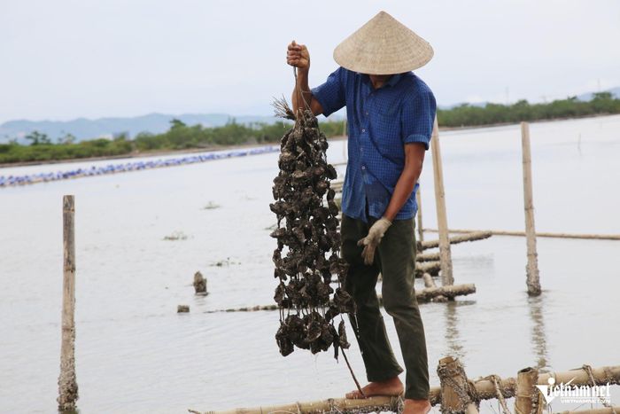 Mỗi dây hàu đạt chất lượng được ông Tạo bán ra với giá 250.000 đồng.