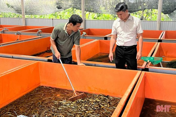 Anh Linh thả nuôi 30 bể lươn không bùn theo quy trình khép kín.