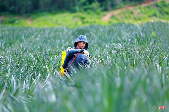 Công ty CP Thực phẩm xuất khẩu Đồng Giao có trách nhiệm xây dựng kế hoạch sản xuất, hướng dẫn kỹ thuật cho người dân.