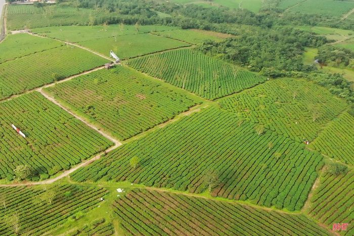 Nắng nóng kéo dài đã ảnh hưởng đến sản lượng chè thu hoạch của Công ty CP Chè Hà Tĩnh.
