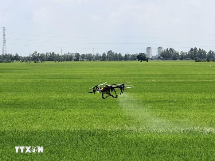 Nông dân sử dụng thiết bị bay không người lái để chăm sóc đồng ruộng. (Ảnh: Thanh Sang/TTXVN)