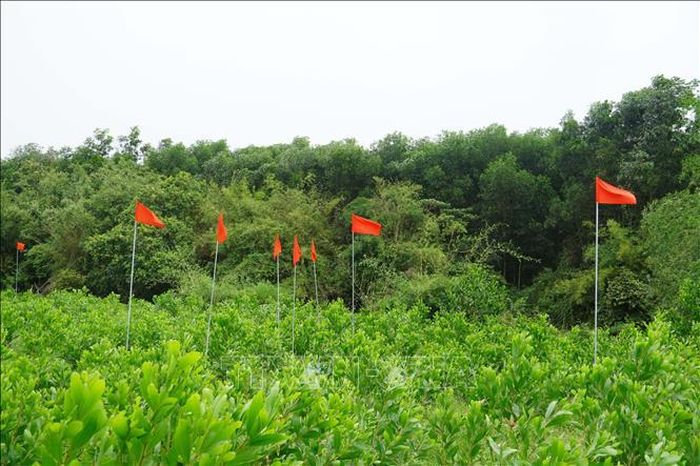 Các vị trí nghi có hài cốt tại khu vực Câu Nhi, xã Nam Hải Lăng. Ảnh: Tường Vi/TTXVN