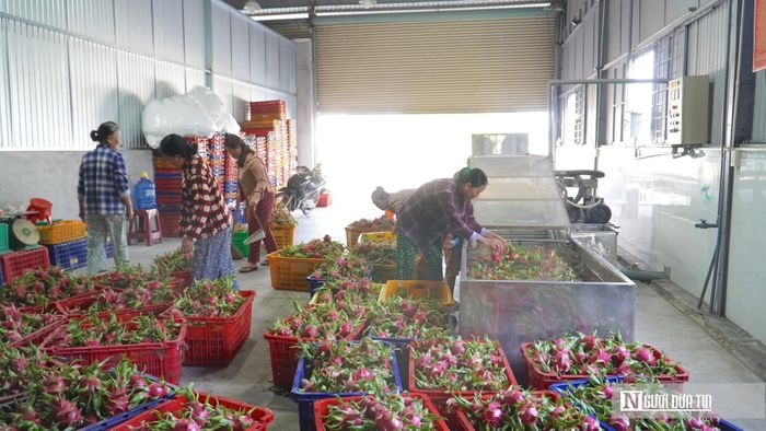 Nhân công làm việc tại hợp tác xã thanh long Thuận Tiến.