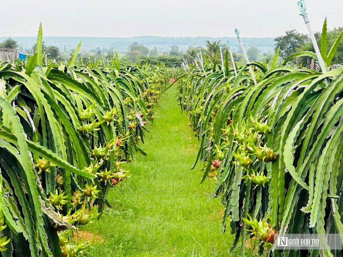 Trang trại thanh long GlobalGAP ở Lâm Đồng.
