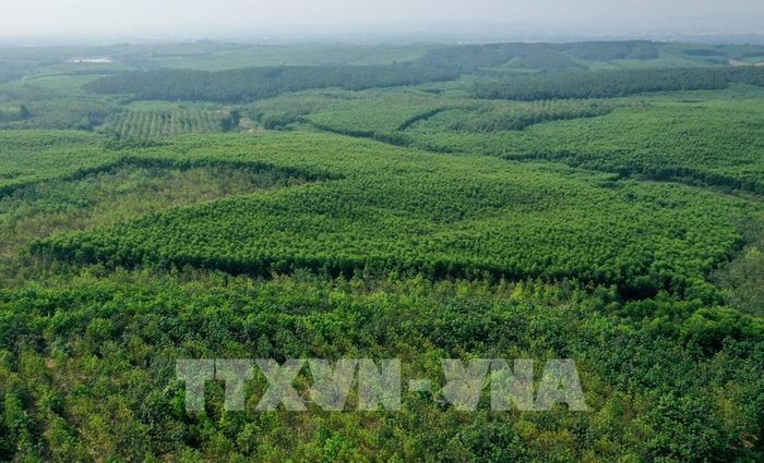 Mã số rừng trồng sản xuất mới được thực hiện thí điểm. Ảnh minh họa: TTXVN
