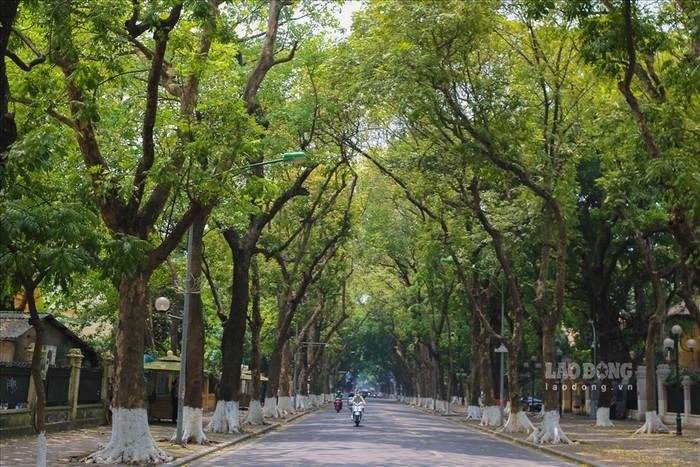 Mát mắt trước con đường được "phủ xanh" ở Hà Nội. Nguồn ảnh: báo Lao Động