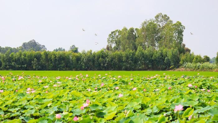 Đừng bỏ lỡ mùa sen Đồng Tháp