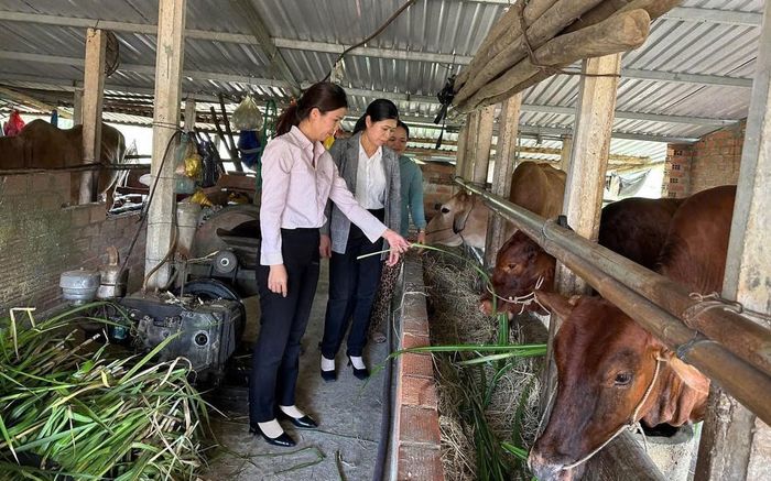 Lãnh đạo và cán bộ tín dụng NHCSXH tỉnh Gia Lai thường xuyên đi cơ sở, tận tình hướng dẫn Nhân dân sử dụng vốn ưu đãi phát triển sản xuất, kinh doanh, cải thiện cuộc sống.