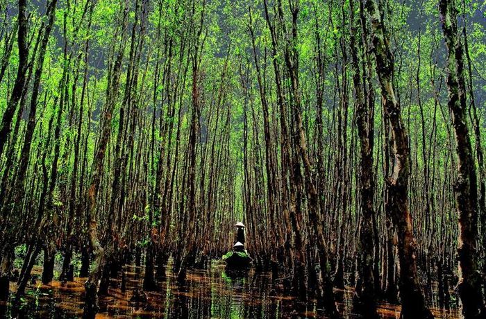 Mô hình nuôi tôm sinh thái duy trì tỷ lệ che phủ rừng ngập mặn trong khu vực nuôi, tạo ra môi trường gần với tự nhiên. Nguồn ảnh: baochinhphu.vn