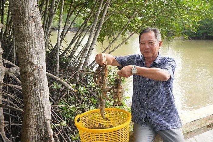 Người dân Cà Mau thu hoạch tôm nuôi dưới rừng ngập mặn. Nguồn ảnh: dcc.mae.gov.vn