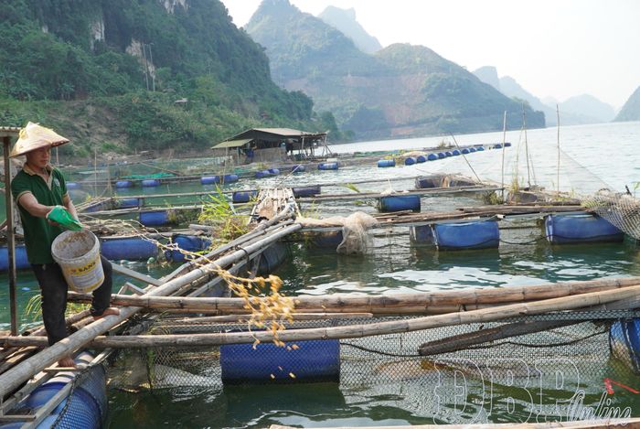 Nguồn thức ăn chủ yếu là phụ phẩm nông nghiệp sẵn có tại địa phương.