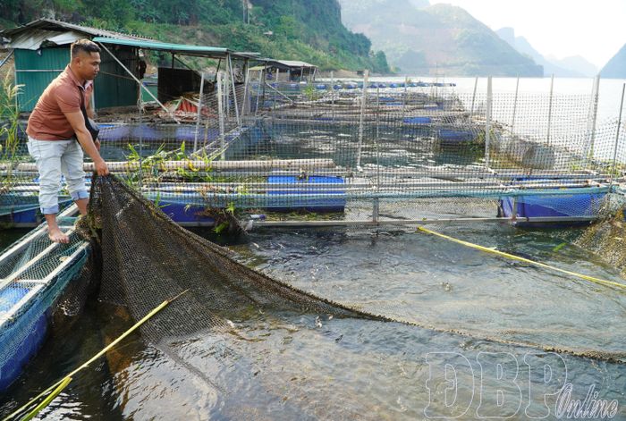 Anh Vì A Linh, thôn Huổi Só 2, xã Tủa Thàng chăm sóc đàn cá.