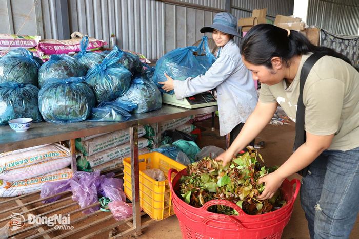 Xã viên Hợp tác xã Nông nghiệp điều hữu cơ trảng cỏ Bù Lạch (xã Thọ Sơn) đóng gói rau nhíp. Ảnh: Bình Nguyên