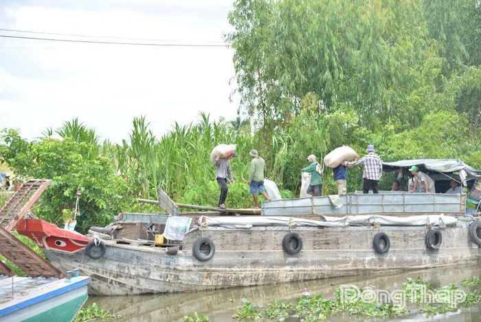 Giá lúa những ngày gần đây có tăng nhẹ, nhưng niềm vui mùa gặt của nông dân chưa trọn vẹn.