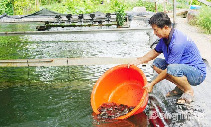 Anh Trần Trung Hiếu (ấp Tân Hòa, xã Tân Phú Trung) phát triển mô hình nuôi cá chạch lấu từ nguồn vốn vay ưu đãi của Ngân hàng Chính sách xã hội.